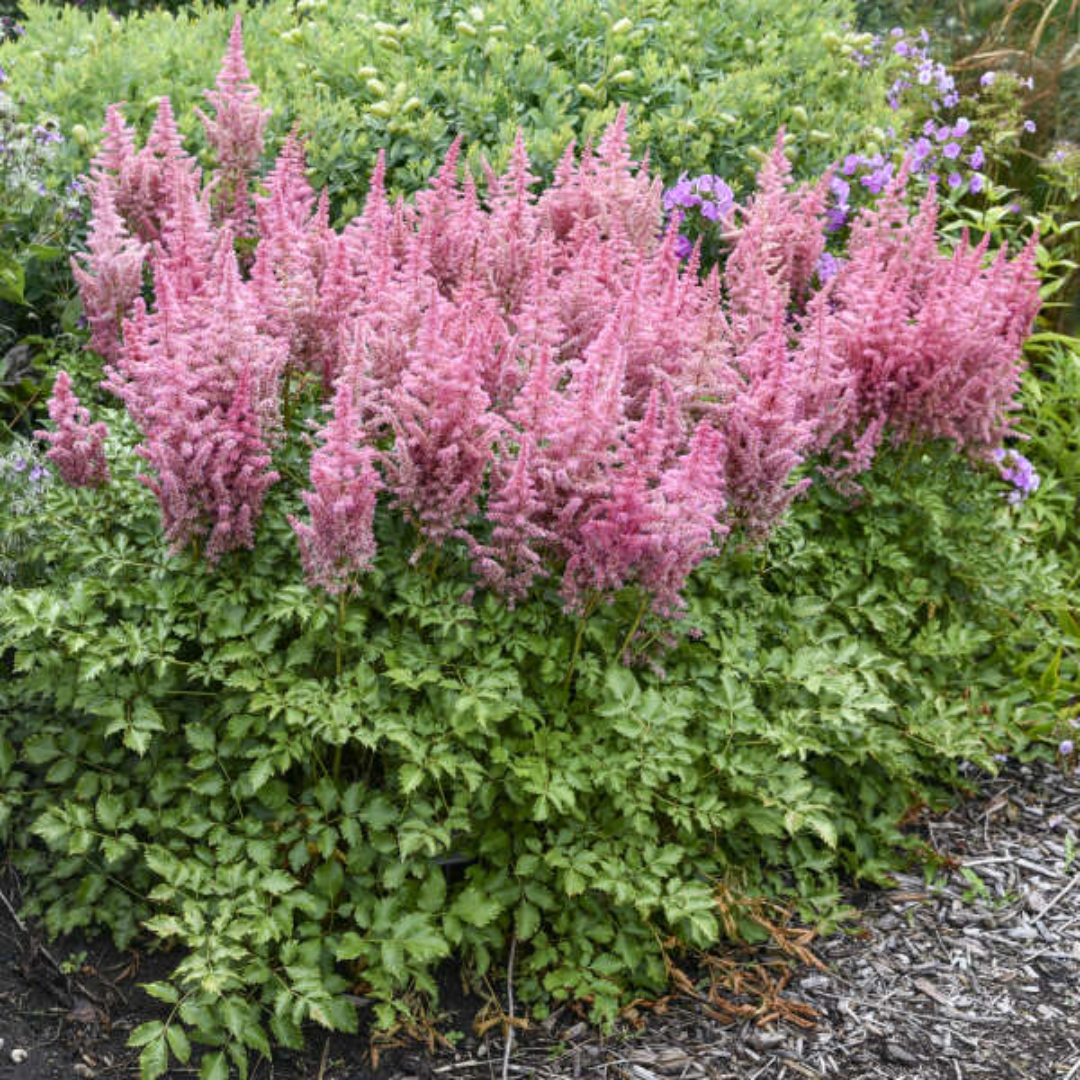 Astilbe Chinensis Visions Ppaf 10 count flat of 4" pots