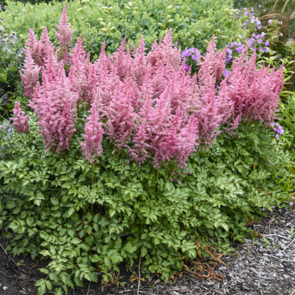 Astilbe Chinensis Visions Ppaf 10 count flat of 4" pots