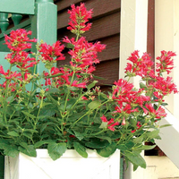 Agastache Kudos Series Red