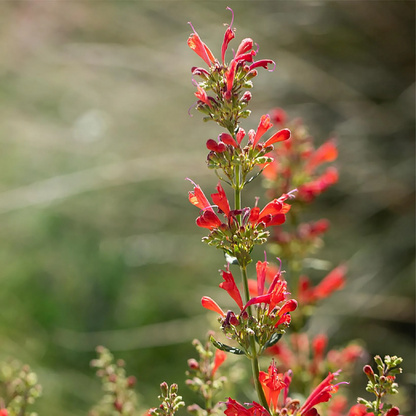 Agastache Kudos Series Red