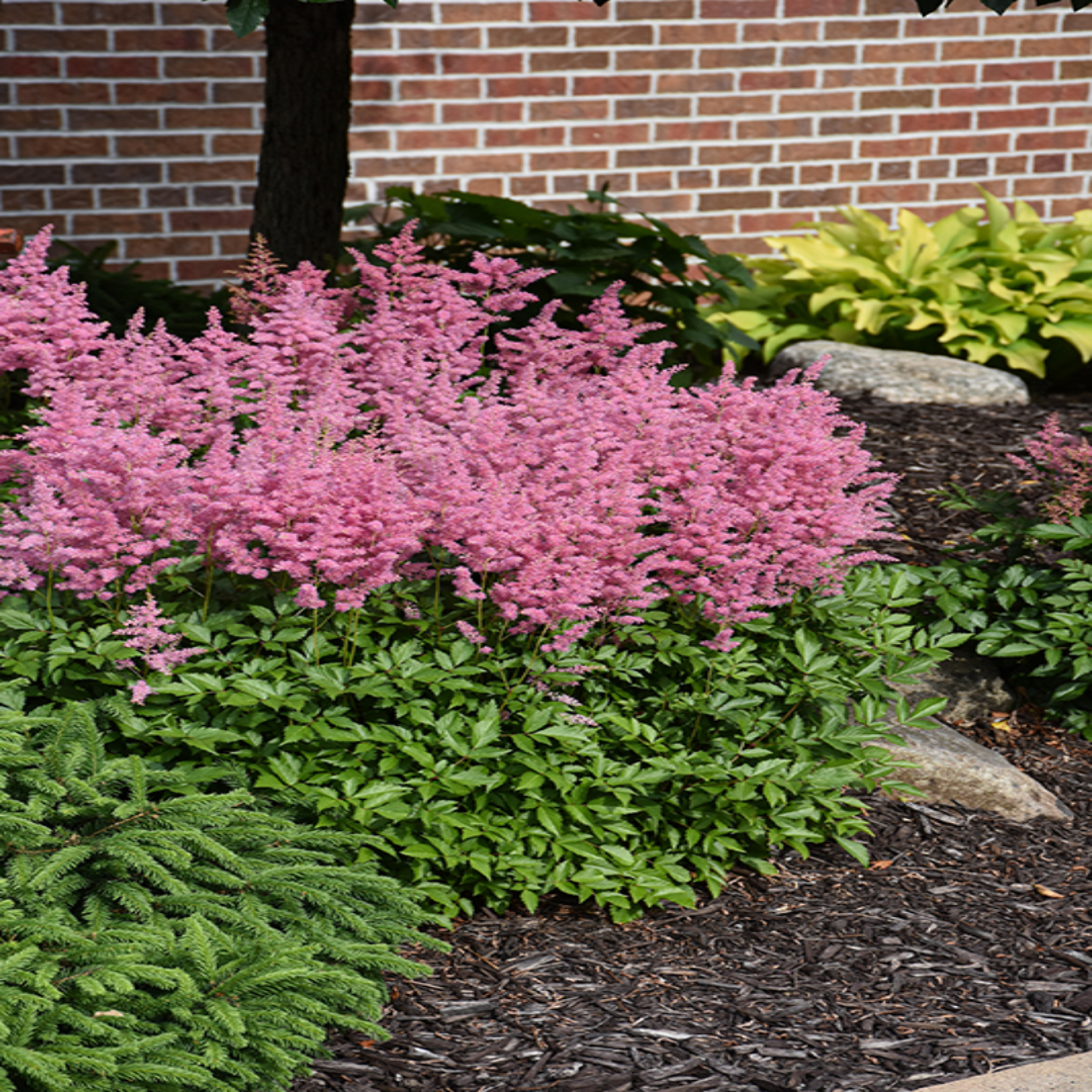 Astilbe Chinensis Visions Ppaf 10 count flat of 4" pots