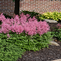 Astilbe Chinensis Visions Ppaf 10 count flat of 4" pots