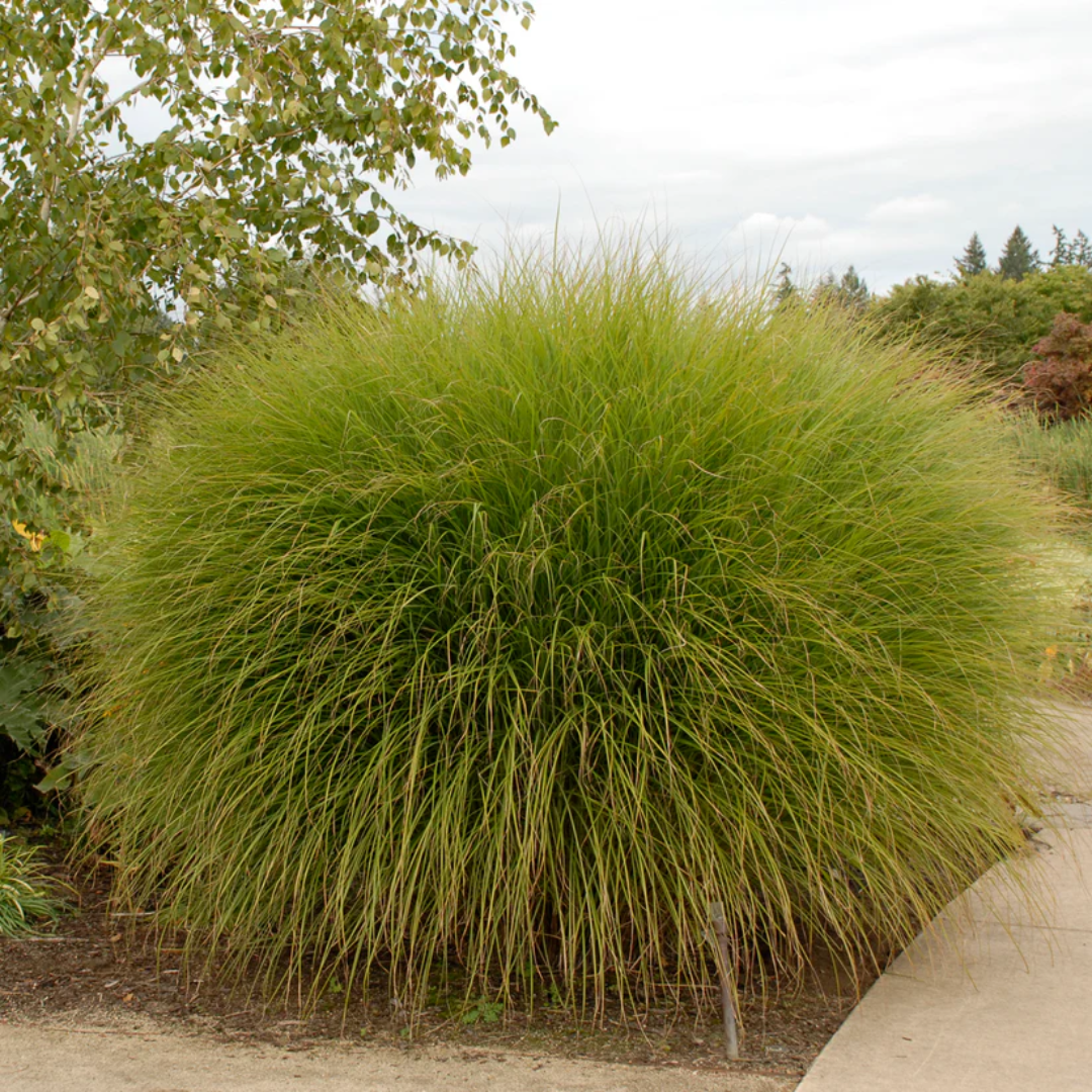 Miscanthus Scout (Uga M77)