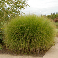 Miscanthus Scout (Uga M77)
