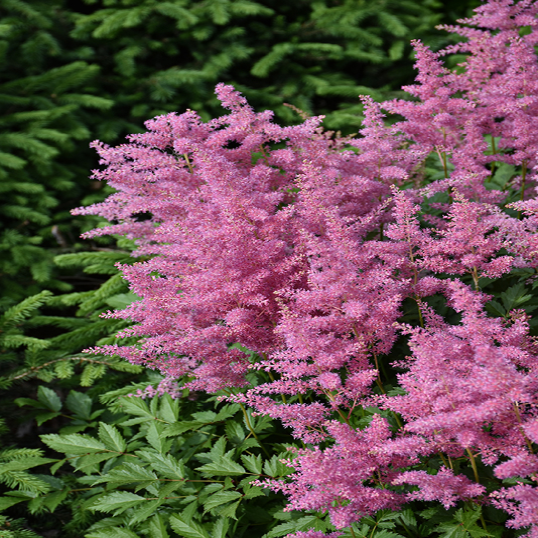 Astilbe Chinensis Visions Ppaf 10 count flat of 4" pots
