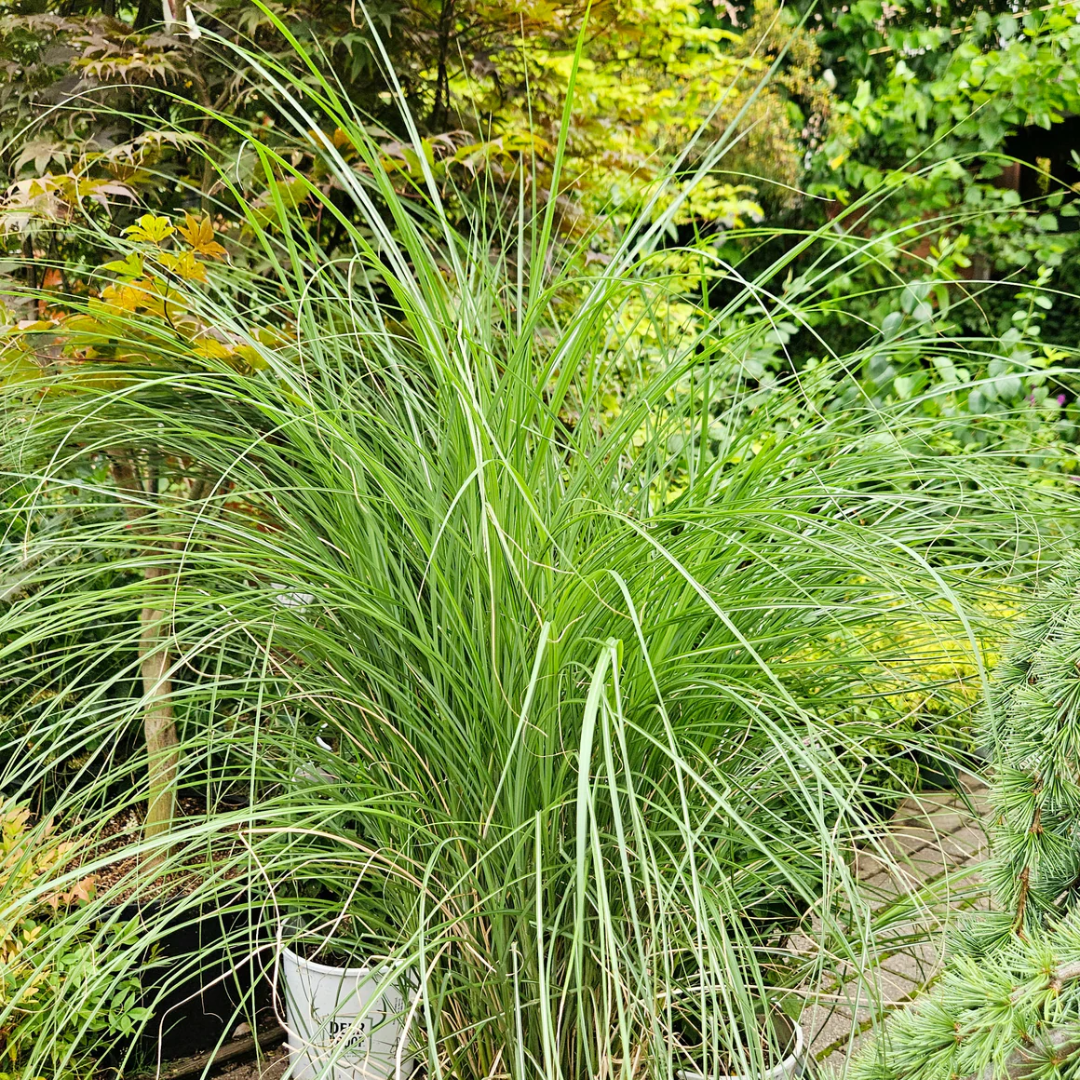 Miscanthus Scout (Uga M77)