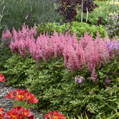 Astilbe Chinensis Visions Ppaf 10 count flat of 4" pots