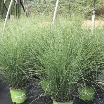 Miscanthus Scout (Uga M77)