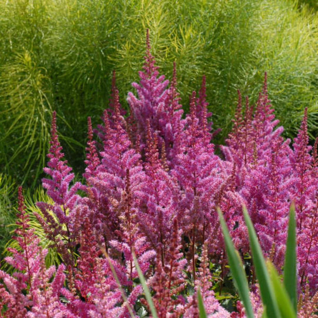 Astilbe Chinensis Visions Ppaf 10 count flat of 4" pots