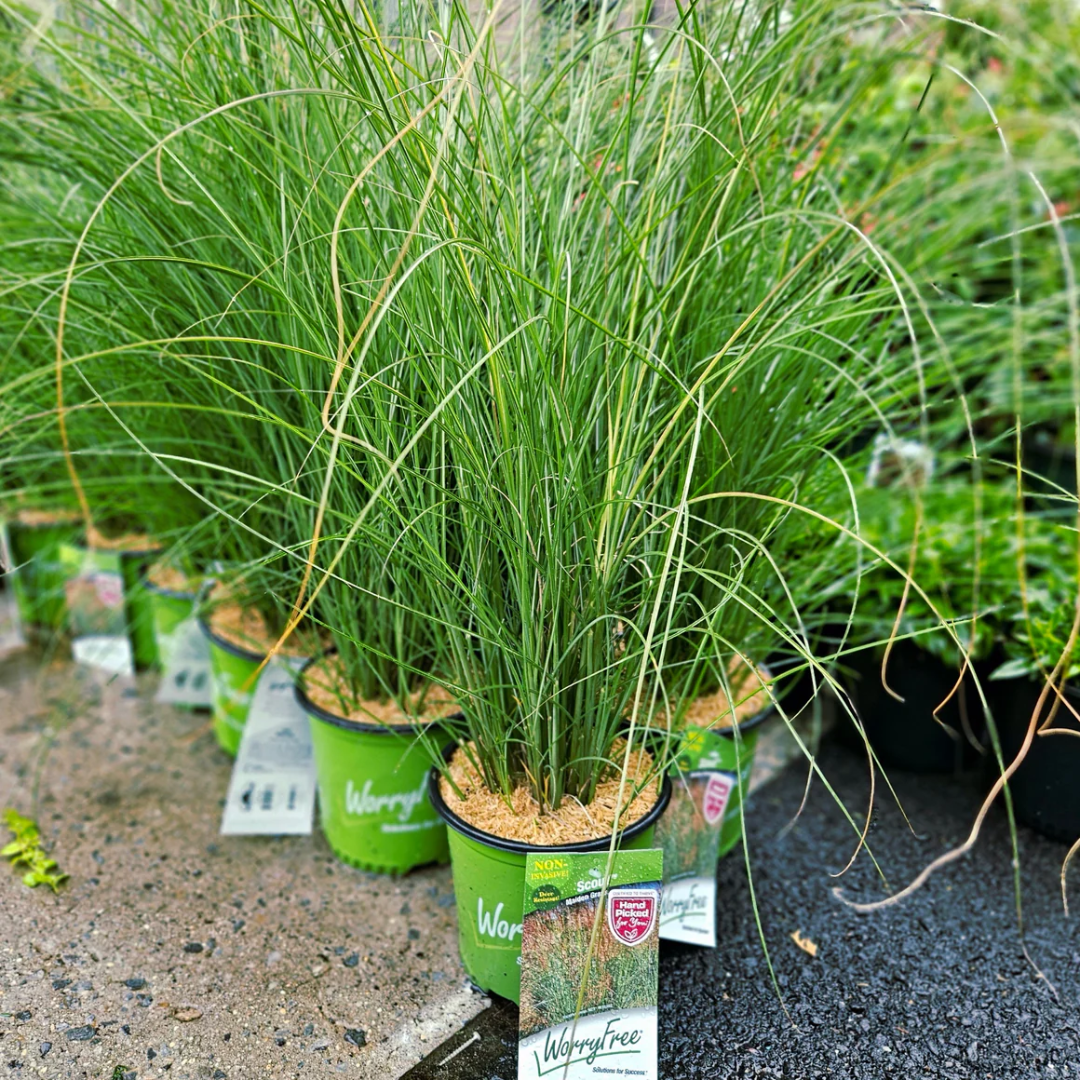 Miscanthus Scout (Uga M77)
