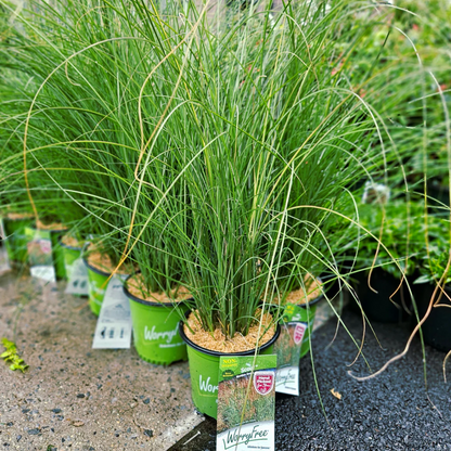 Miscanthus Scout (Uga M77)