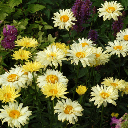 Leucanthemum X Superbum Goldfinch Pp24499 Shasta Daisy
