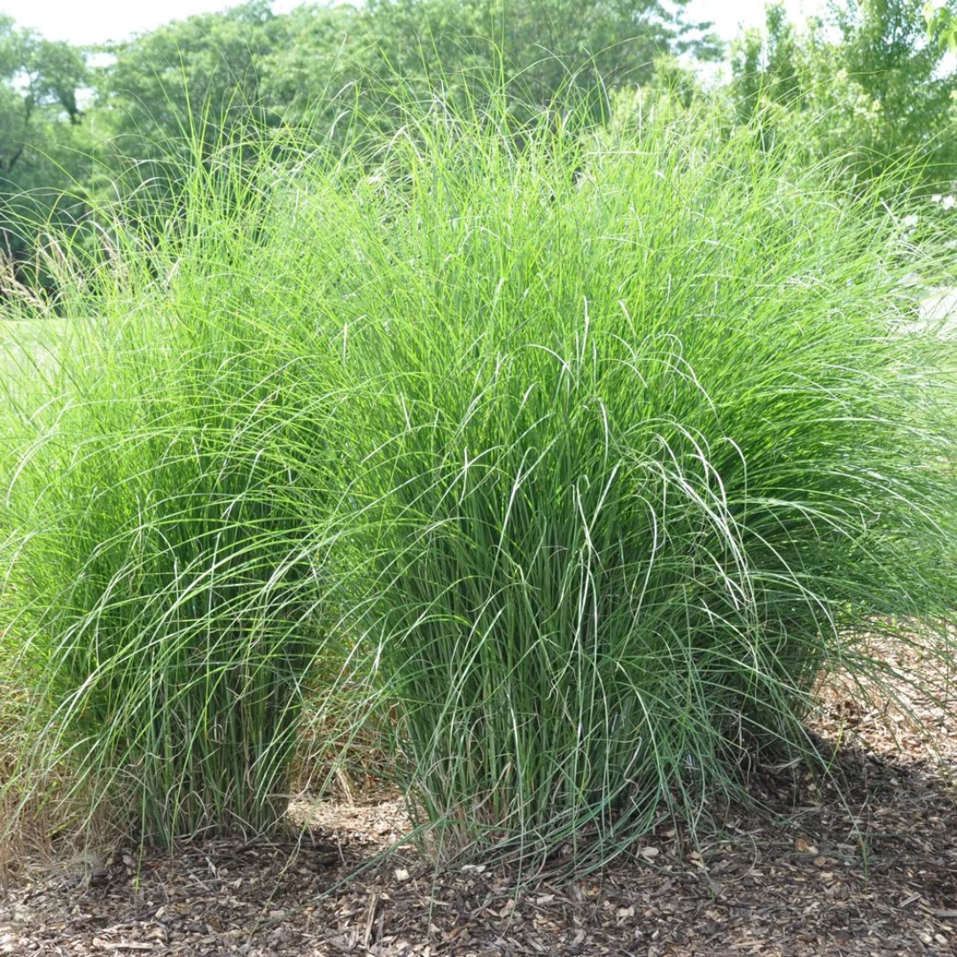 Miscanthus Scout (Uga M77)