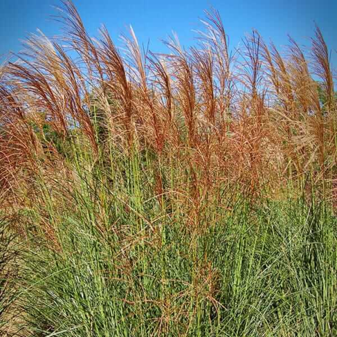 Miscanthus Scout (Uga M77)