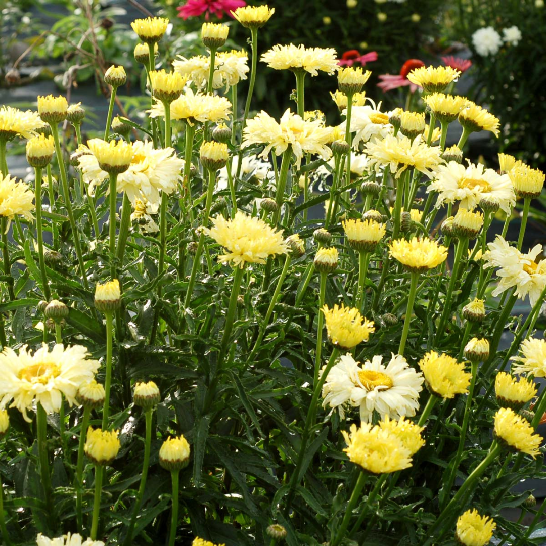 Leucanthemum X Superbum Goldfinch Pp24499 Shasta Daisy