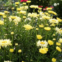 Leucanthemum X Superbum Goldfinch Pp24499 Shasta Daisy