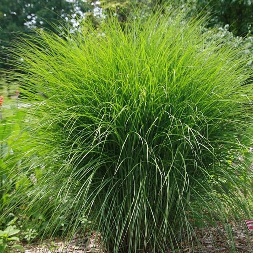 Miscanthus Scout (Uga M77)