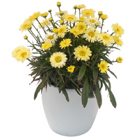 Leucanthemum X Superbum Goldfinch Pp24499 Shasta Daisy