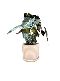 Alocasia Polly Tropical Live House Plant In Ceramic Planter