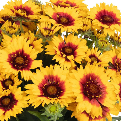 Gaillardia &