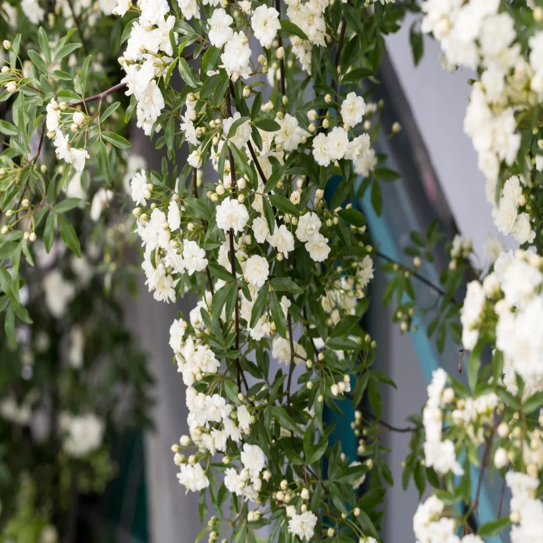 White  Climbing Rose Vine