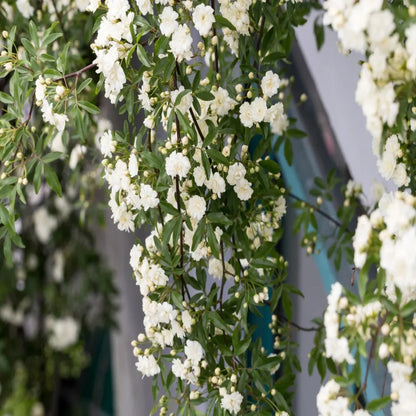 White  Climbing Rose Vine