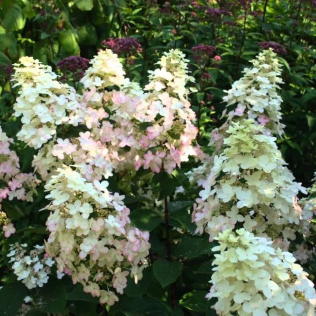 Burgundy Lace Hydrangea Plant