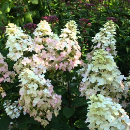 Burgundy Lace Hydrangea Plant