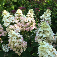 Burgundy Lace Hydrangea Plant