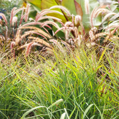 Heavy Metal Blue Switch Grass