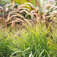 Heavy Metal Blue Switch Grass