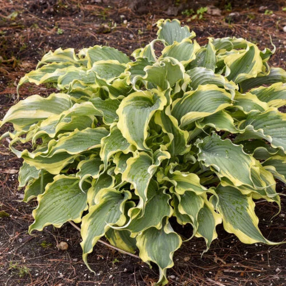 Hosta Shadowland® &