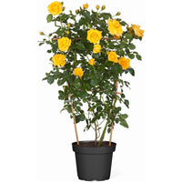 Yellow Climbing Rose Vine