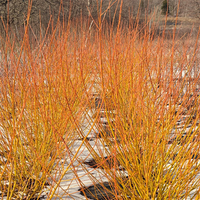 Flame Yellow Willow
