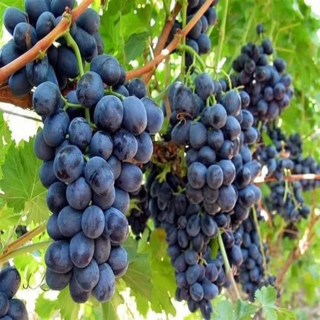 Young Concord Seedless Grape plant in pot ideal for growing fresh grapes at home