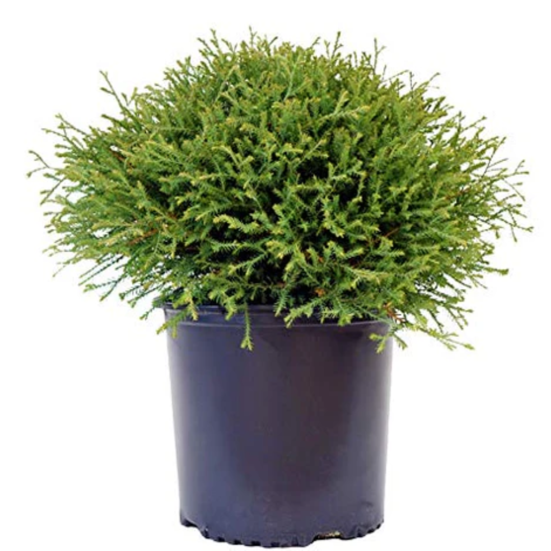 Mr. Bowling Ball Arborvitae
