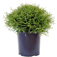Mr. Bowling Ball Arborvitae