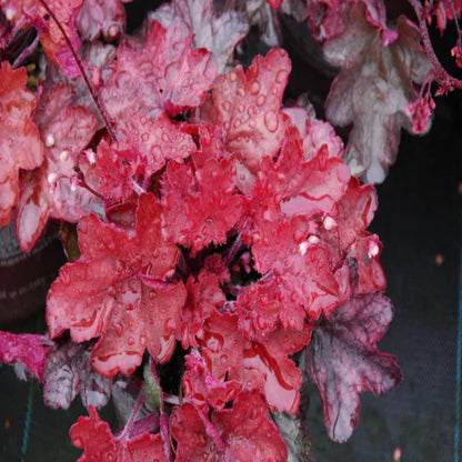 Heuchera &
