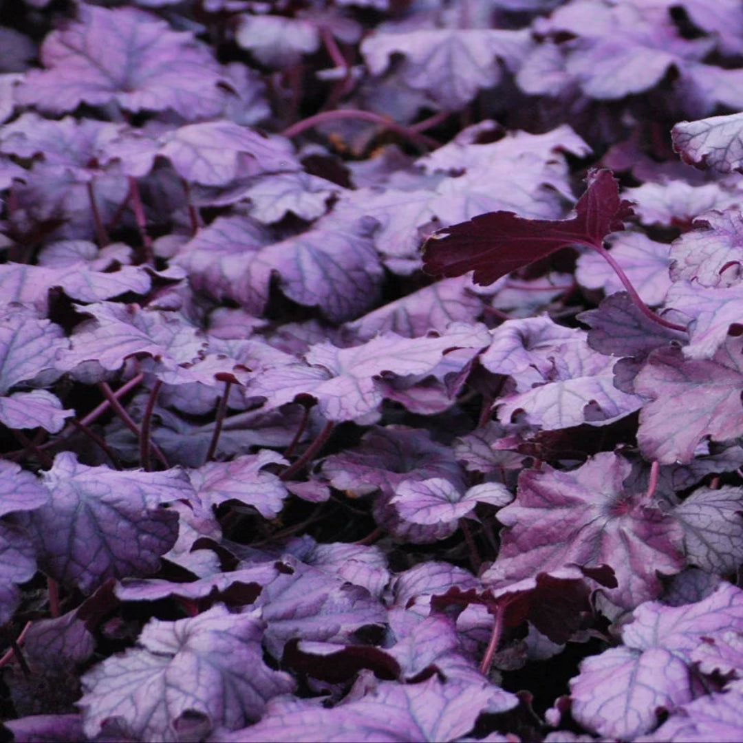 Heuchera &
