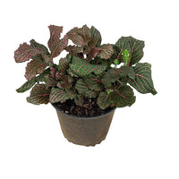 Fittonia Albivenis 'Red' Nerve Plant in Black Plastic Pot