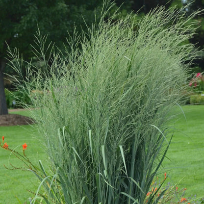 Prairie Winds® &
