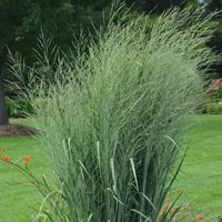 Prairie Winds® 'Totem Pole' Switchgrass (Panicum virgatum) – Ornamental Grass