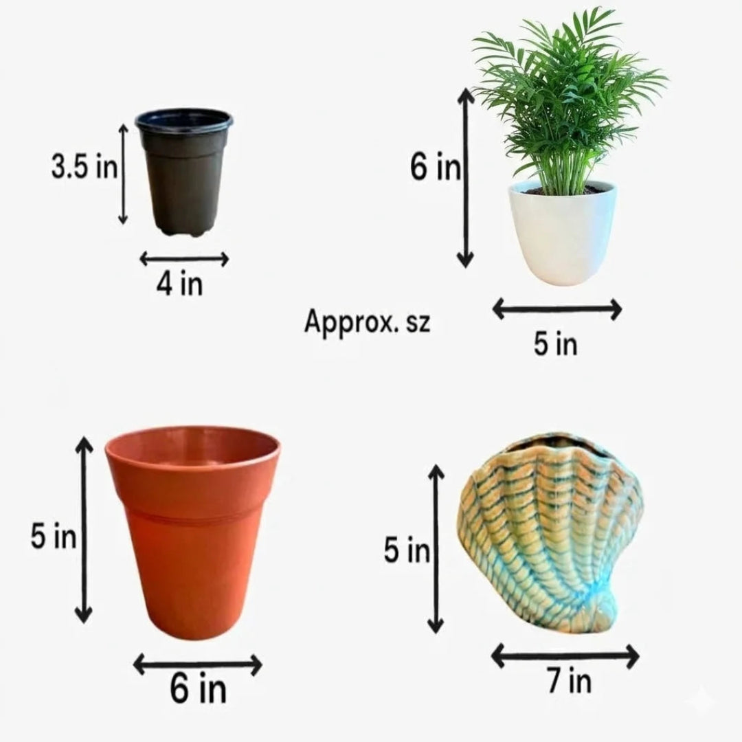 Plant pot size comparison showing different pot heights and widths for indoor plants