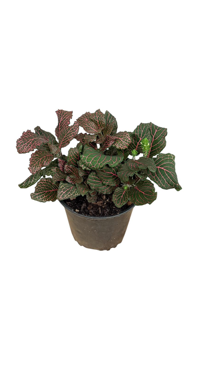 Fittonia albivenis ‘Red’ (Nerve Plant)