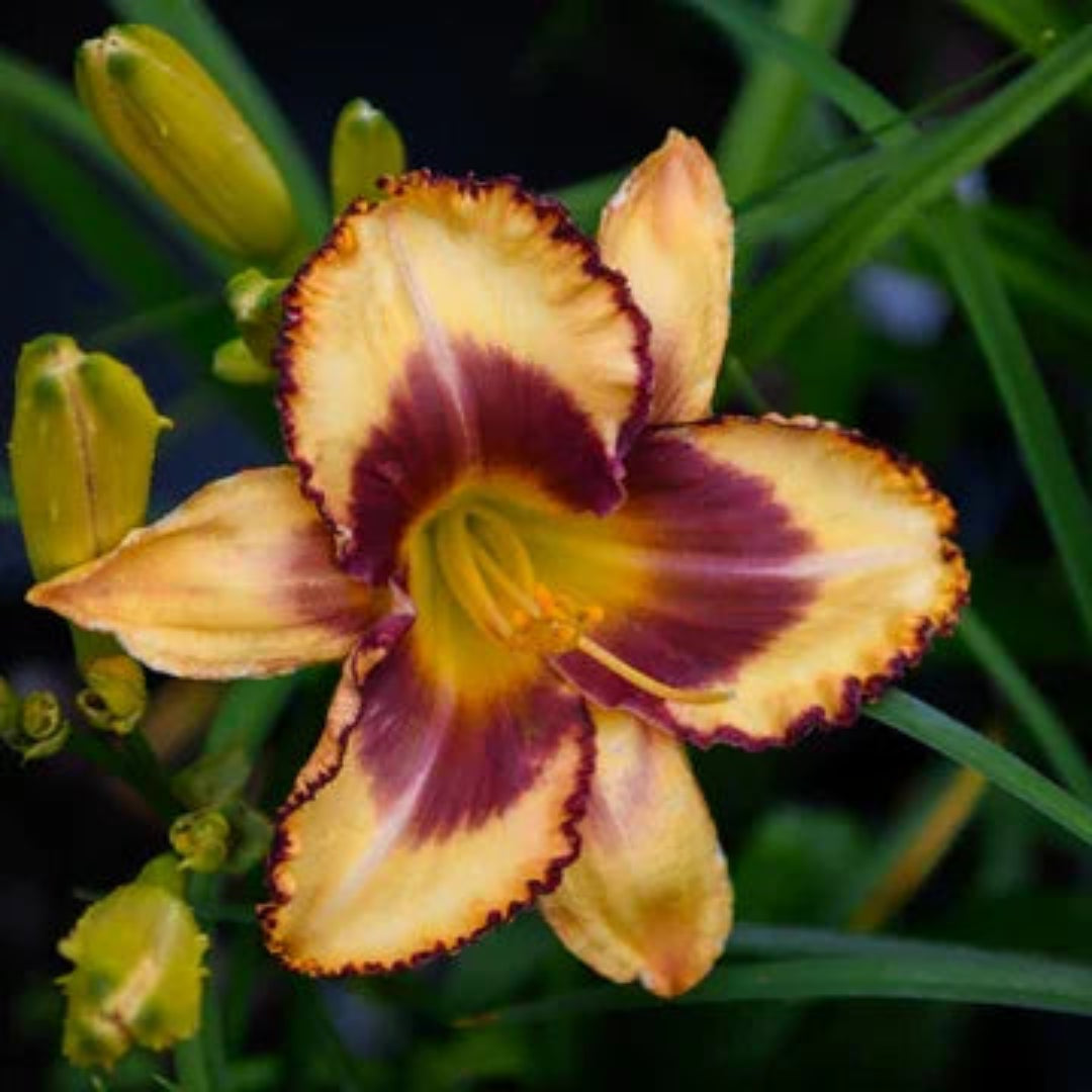 Hemerocallis Rainbow Rhythm &