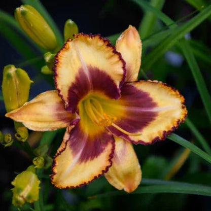 Hemerocallis Rainbow Rhythm &