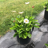 Gerbera 'Garvinea® Sweet Frosting' Gerber Daisy - [EG]