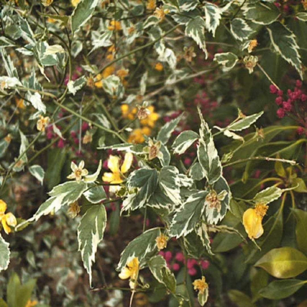 Variegated Japanese Kerria