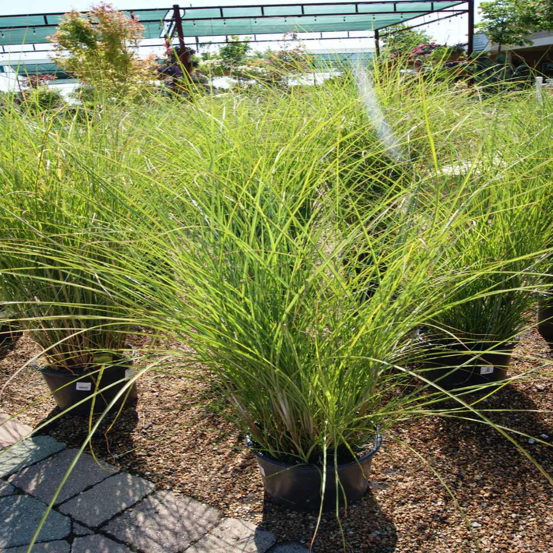 Miscanthus Scout (Uga M77)