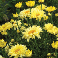 Leucanthemum X Superbum Goldfinch Pp24499 Shasta Daisy